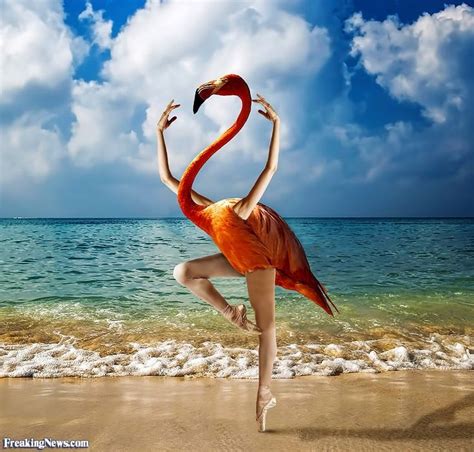 The Magic of Flamingo Motion: Graceful and Exquisite